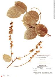 Image result for Gouania scandens