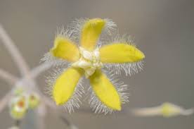 Image result for Searsia tomentosa