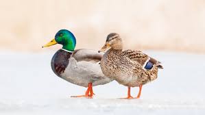 © fournis par rtl info coronavirus en belgique: Canard Colvert Fiche Pedagogique Cycle 2 Petite Salamandre 28