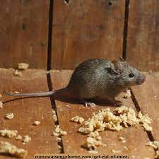 They can even go through your vents and plumbing system. The Best Ways Get Rid Of Mice In Your House And Garage