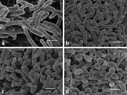 Image result for Isoglossa darbyshirei