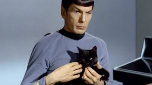 More complete lists are accessible by clicking on the main article link included above each category. The Best Star Trek Cat Names For Your New Feline On The Furry Frontier Cattime