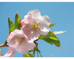 Image result for mandloň trojlaločná