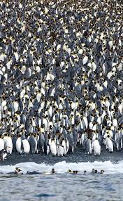 Pin On Pets And Cute Animals