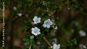 Image result for Ancistrorhynchus tenuicaulis