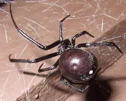 Black widows are one of the most poisonous spiders in north. How Venemous Is A Black Spider With White Dots Quora