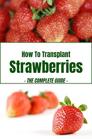Learn Everything You Need To Know About Successfully Transplanting And Replanting Strawberries Strawberry Growing Strawberries Vertically Growing Strawberries