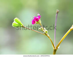 Image result for Boerhavia coccinea