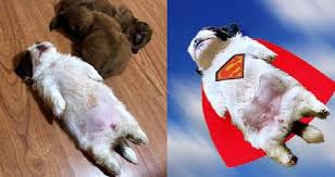 Video baby puppy , video baby chaca, viral video baby puppy. Woman S Shih Tzu Puppy Goes Viral Because Of The Adorable Way It Sleeps