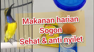 Burung lovebird menjadi salah satu jenis burung yang tidak pernah kehabisan penggemar setia. Makanan Harian Sogok Ontong Sehat Anti Nyilet Subscribe Yaa Hehe Youtube