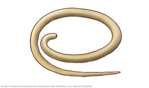 Image result for Pinworm