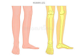 Bones pain hand and arm bones diagram. Bone Fracture Human Leg Anatomy And Skeleton Stock Vector Illustration Of Medicine Barefoot 114048504