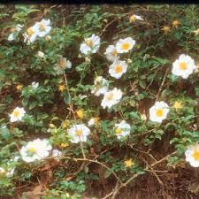 List of georgia state symbols. Georgia State Floral Emblem Cherokee Rose Rosa Laevigata From Netstate Com