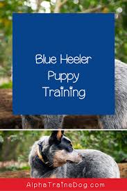 Hahah they actually can be very calm if they get the right regiment of excercise and training. 7 Fantastic Tips On Blue Heeler Puppy Training Alpha Trained Dog In 2020 Heeler Puppies Blue Heeler Puppies Puppy Training
