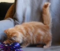 Känner du att något är fel? Kraftig Tjej Som Verkligen Har Tung Boning Och Ar Kort Och Cobby I Kroppen Photo S Junglespots Ocicats Photos At Pbase Com