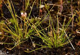 Image result for Isolepis setacea