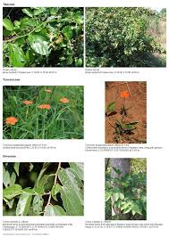 Image result for Tricliceras longepedunculatum
