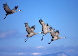 The Winter Wings Festival Is Only Three Days Away And Makes For A Perfect Valentine S Weekend Outdoors Valentines Weekend Bird Watchers Bird Species