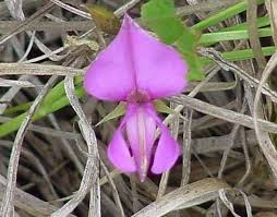 Image result for Galactia