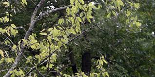 Occidentalis) where the range overlaps. Southern Hackberry Flowering Time Description Seasonal Development And General Distribution In Texas