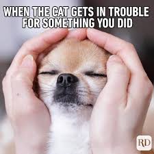 However, whether a product is made by a machine or a human, there's always plenty of room for (hilarious) error, which is why i've collected this list of 33 you had one job fails. 45 Hilarious Dog Memes You Ll Laugh At Every Time Reader S Digest