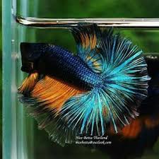 Ohm Blue Python Snack For Sale 35 Usd By Nice Betta Thailand Www Nicebettathailand Com Nicebettathailand Betta Bettafish Topqualitybettaf