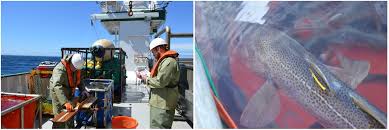 Scientists@Sea: May 2015