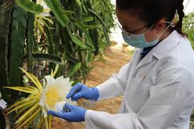 La Pollinisation Comme Point Cle Pour Obtenir Des Fruits En Pitaya Centro Tecnologico Tecnova
