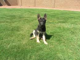 Give us a call to schedule your she is akc registered, ofa'd good, and earned her international championship at the desert seiger show in tucson, az this year. Akc German Shepherd Puppies 11 Weeks Old For Sale In Laveen Arizona Classified Americanlisted Com