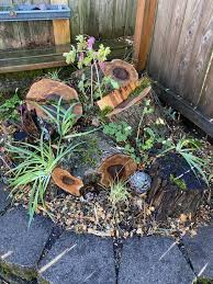 Made A Little Stumpery Garden This Week In A Very Shady Corner Of My Pnw Backyard Bleedin Small Natural Garden Ideas Succulent Garden Design Garden Yard Ideas