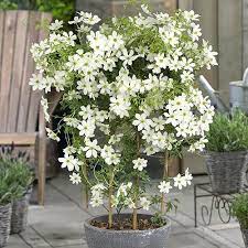 Clematis montana 'mayleen' | 2.5l pot pl13664 clematis montana 'mayleen' | 2.5l pot. Fragrant Clematis Kimiko Yougarden