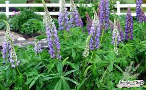 Image result for Lupinus mexicanus