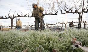Image result for grape pruning