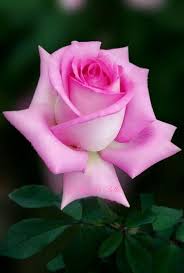 Le Rose Più Belle - Home | Facebook