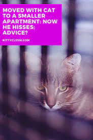 Moved With Cat To A Smaller Apartment Now He Hisses Advice Cat Problems Cats Cat Facts