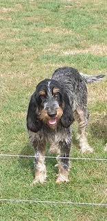 Die rasse wurde nach der französischen revolution von den bürgern, denen es erlaubt war zu jagen. Accueil Elevage Des Echos De La Rastaine Eleveur De Chiens Griffon Bleu De Gascogne