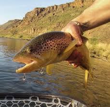 Owyhee River Fly Fishing Eastern Oregons Top Rivers