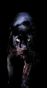 Animals Wallpaper Iphone Animal Wallpaper Wild Animal Wallpaper Jaguar Animal