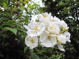 About hybrid musks · photo gallery of hybrid musks. Rosa Darlow S Enigma Rosa X Darlow S Enigma Darlow S Enigma Rose Plant Lust