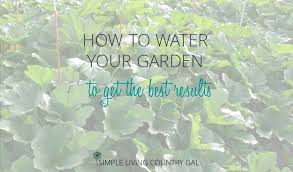Water to a depth of 1 inch. How To Water Your Garden To Get The Best Results Simple Living Country Gal