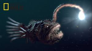 Deep Sea Creatures National Geographic Documentary 2017 Hd Youtube In 2020 Deep Sea Creatures Underwater Creatures Deep Sea Animals