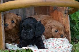 Pocket Puppies Australia Toy Cavoodle Puppies