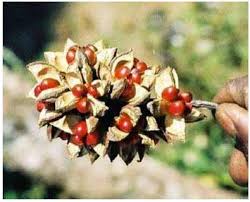 Image result for Garcinia kingaensis