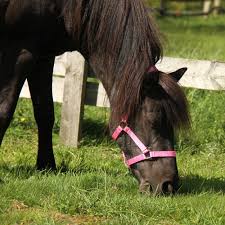 Descubre en falabella nuestra selección de ofertas para celebrar a papá en categorías como perfumería, chaquetas, pantalones. Fohlenhalfter 3 Fach Verstellbar Halfter Fur Fohlen Falabella Shetty Pony Full Reitsport Becker