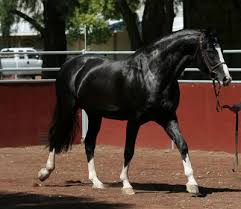 Black White And Brown Horses Beautiful Black Horse Photo By Cherdnell Photobucket Horses Warmblood Horses Black Horses