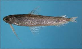 Image result for Glossostelma brevilobum