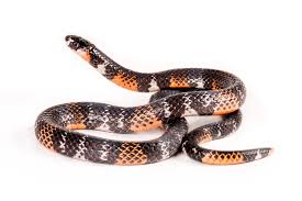 Image result for Atractus arangoi