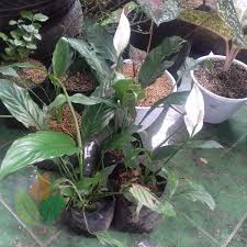 Bunga lili berwarna putih juga menjadi salah satu bunga lili yang paling banyak orang sukai dan minati. Jual Bibit Bunga Calla Lily Putih Agro Bibit Id