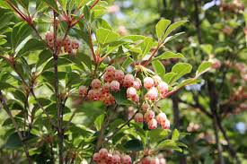 Allerdings sollte auch nicht zu viel farbe ins spiel kommen. Besondere Laubgeholze Fur Den Garten Native Plants