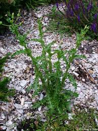 Image result for Microcharis spathulata